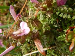 Attēlu rezultāti vaicājumam “Pedicularis palustris leaf”