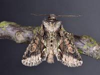 Attēlu rezultāti vaicājumam “Allophyes oxyacanthae”