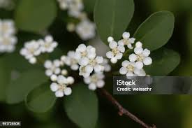 Attēlu rezultāti vaicājumam “Cotoneaster multiflorus”