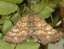 Attēlu rezultāti vaicājumam “Ematurga atomaria”