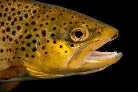 Attēlu rezultāti vaicājumam “Salmo trutta”