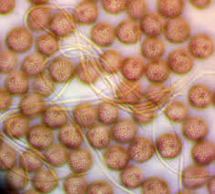 Attēlu rezultāti vaicājumam “Diderma effusum macro”