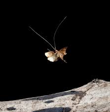 Attēlu rezultāti vaicājumam “Adelidae”