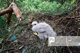 Attēlu rezultāti vaicājumam “Buteo buteo nest”