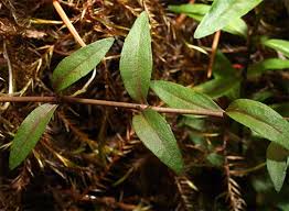Attēlu rezultāti vaicājumam “Veronica scutellata leaf”