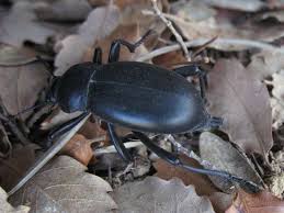 Attēlu rezultāti vaicājumam “Blaps mortisaga”