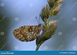 Attēlu rezultāti vaicājumam “Boloria dia”