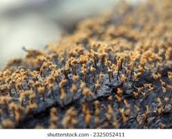 Attēlu rezultāti vaicājumam “Physarum globuliferum stalked”