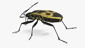 Attēlu rezultāti vaicājumam “Pyrrhocoris apterus”