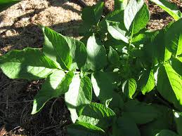 Attēlu rezultāti vaicājumam “Solanum tuberosum leaf”