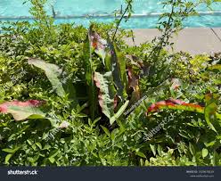 Attēlu rezultāti vaicājumam “Rumex aquaticus bud”