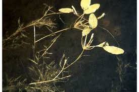 Attēlu rezultāti vaicājumam “Potamogeton gramineus”