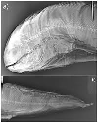 Image result for Anarhichas denticulatus