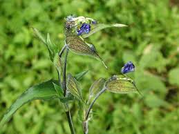 Attēlu rezultāti vaicājumam “Commelina coelestis”