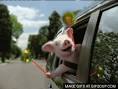 geico pig Animated GIF | GIFs - GIFSoup.