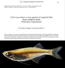 Attēlu rezultāti vaicājumam “Licea chelonoides sessile”