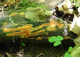 Attēlu rezultāti vaicājumam “Ceriporia”