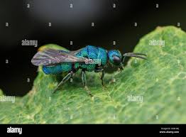 Attēlu rezultāti vaicājumam “Hedychrum sp.”