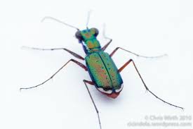 Attēlu rezultāti vaicājumam “Cicindela maritima”