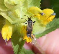 Attēlu rezultāti vaicājumam “Adelphocoris seticornis”