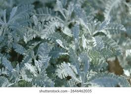 Image result for Chrysanthemum ptarmiciflorum