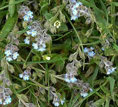 Attēlu rezultāti vaicājumam “Myosotis ramosissima flower”