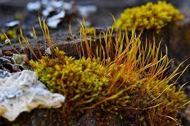 Attēlu rezultāti vaicājumam “Tortula muralis”