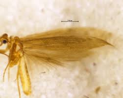Attēlu rezultāti vaicājumam “Oecetis ochracea”