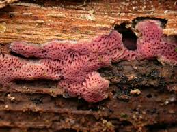 Attēlu rezultāti vaicājumam “Ceriporia excelsa”