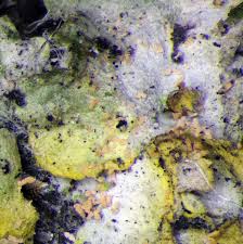 Attēlu rezultāti vaicājumam “Erythricium aurantiacum”