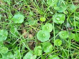 Attēlu rezultāti vaicājumam “Hydrocotyle vulgaris leaf”