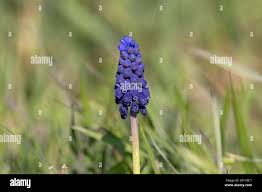 Attēlu rezultāti vaicājumam “Muscari neglectum flower”