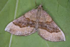 Attēlu rezultāti vaicājumam “Scotopteryx chenopodiata”