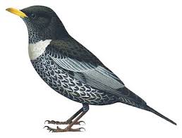 Image result for Turdus torquatus