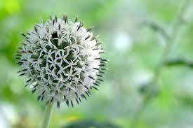 Image result for Echinops spaerocephalus
