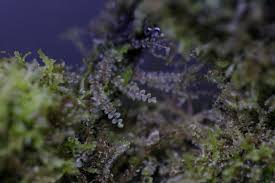 Attēlu rezultāti vaicājumam “Jungermannia hyalina”