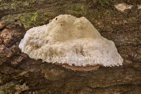 Attēlu rezultāti vaicājumam “Fissidens pusillus sporophyte”