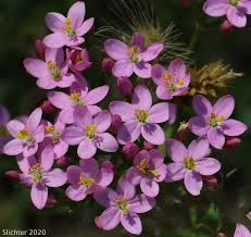 Image result for Centaurium erythraea
