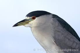Attēlu rezultāti vaicājumam “Nycticorax nycticorax adult”