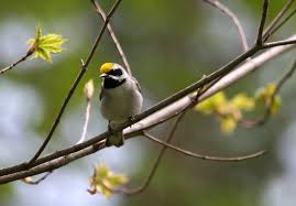 Image result for Vermivora chrysoptera