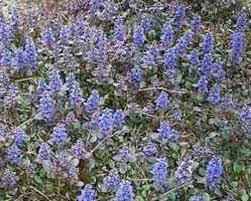 Attēlu rezultāti vaicājumam “Ajuga reptans bud”