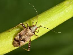 Attēlu rezultāti vaicājumam “Phytocoris tiliae”