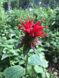 Image result for Monarda didyma