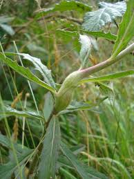 Attēlu rezultāti vaicājumam “Aulacidea hieracii”