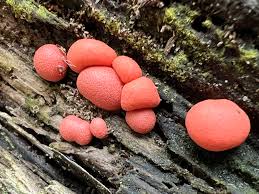 Attēlu rezultāti vaicājumam “Lycogala sp.”