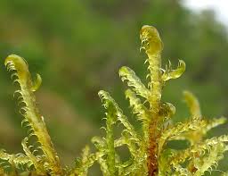 Attēlu rezultāti vaicājumam “Hamatocaulis lapponicus”