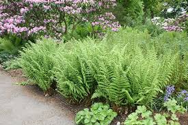 Attēlu rezultāti vaicājumam “Dryopteris filix-mas”