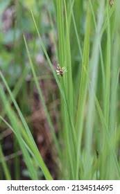 Attēlu rezultāti vaicājumam “Eleocharis uniglumis leaf”