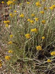 Image result for Helichrysum subulifolium