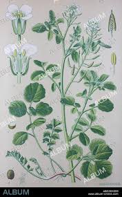 Image result for Brunnenkresse